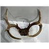 Image 3 : 9 Point White Tail Deer Antler/Skull Mount