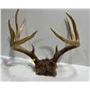 Image 4 : 9 Point White Tail Deer Antler/Skull Mount