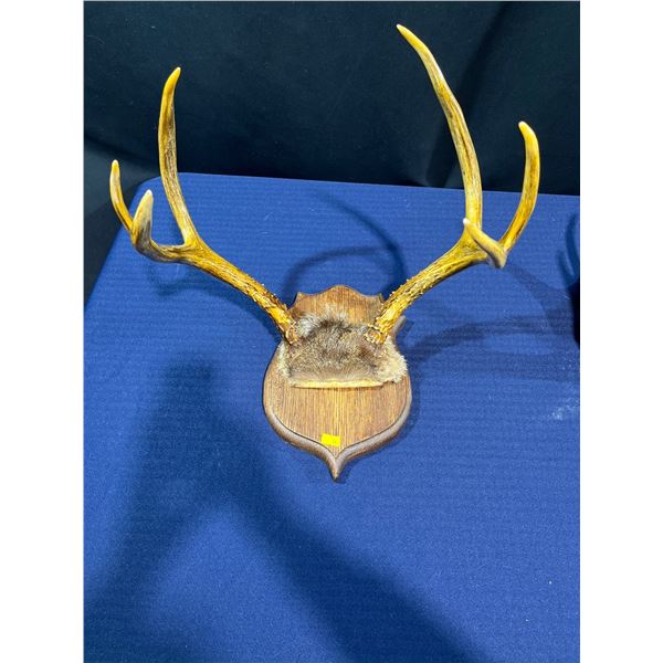 6 Point Mule Deer Antler/Skull Mount