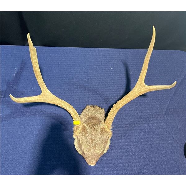 4 Point Mule Deer Antler/Skull Mount