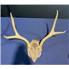 Image 1 : 4 Point Mule Deer Antler/Skull Mount
