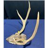 Image 3 : 4 Point Mule Deer Antler/Skull Mount
