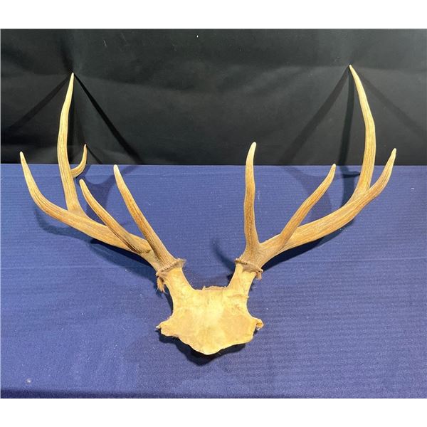 9 Point Elk Antler/Skull Mount