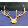 Image 1 : 9 Point Elk Antler/Skull Mount