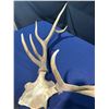Image 2 : 9 Point Elk Antler/Skull Mount