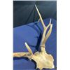 Image 3 : 9 Point Elk Antler/Skull Mount