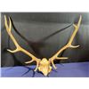 Image 4 : 9 Point Elk Antler/Skull Mount