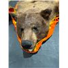 Image 3 : Brown Phase Black Bear Rug