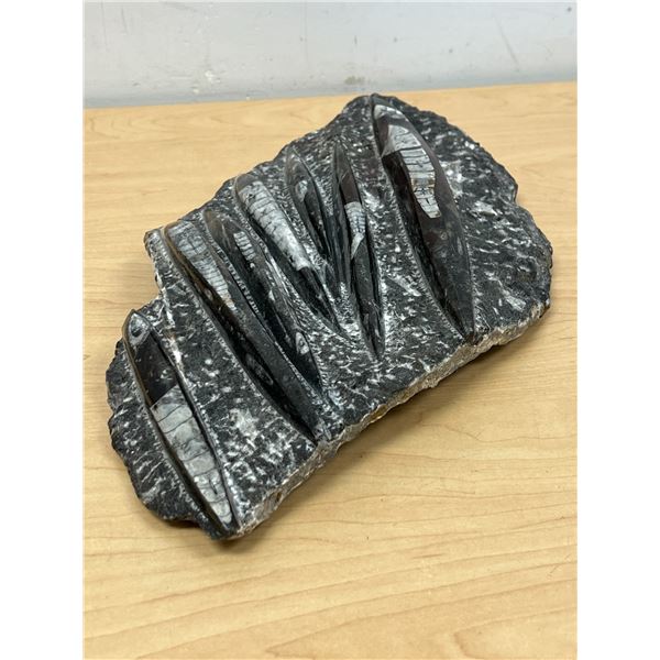 Large Orthoceras Fossil Slab - About 7 LBS and measures 16x9" - see photos