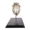 Image 3 : 97. Production-Made SkekSil the Chamberlain (Frank Oz) Puppet Head Reference Casting ### THE DARK CR