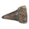 Image 4 : 193. Tyrannosaurus Rex Toenail ### JURASSIC PARK (1993)