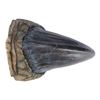 Image 6 : 193. Tyrannosaurus Rex Toenail ### JURASSIC PARK (1993)