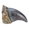 Image 7 : 193. Tyrannosaurus Rex Toenail ### JURASSIC PARK (1993)