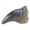 Image 8 : 193. Tyrannosaurus Rex Toenail ### JURASSIC PARK (1993)