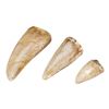 Image 1 : 194. Set of Three Tyrannosaurus Rex Teeth ### JURASSIC PARK (1993)