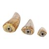 Image 3 : 194. Set of Three Tyrannosaurus Rex Teeth ### JURASSIC PARK (1993)