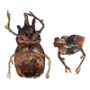 Image 2 : 992. Pankot Palace Banquet Beetle ### INDIANA JONES AND THE TEMPLE OF DOOM (1984)