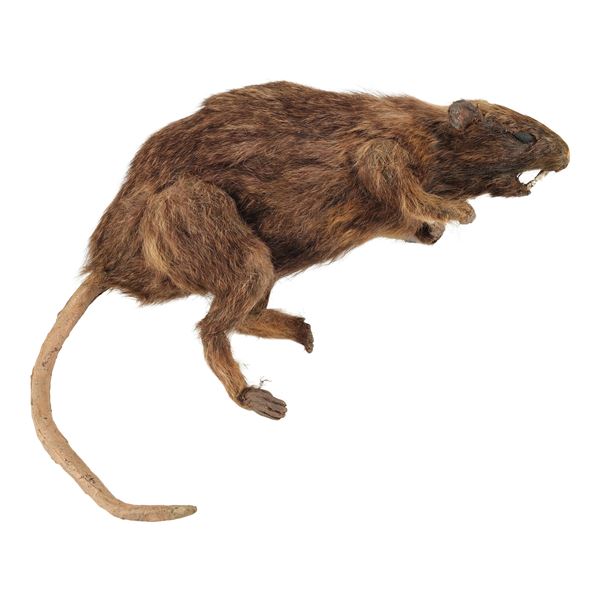 1002. SFX Mechanical Venice Catacombs Rat ### INDIANA JONES AND THE LAST CRUSADE (1989)