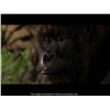 Image 11 : 1173. Production-Made Mighty Joe Head Parts Set with Hand-Punched Skin ### MIGHTY JOE YOUNG (1998)