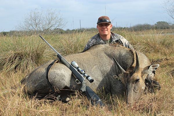 KING RANCH: 1-Day Nilgai Hunt for Two Hunters at the King Ranch in ...