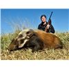 Image 2 : INFINITO: 7-Day/6-Night Small Game Safari for One Hunter in South Africa - Includes Trophy Fees