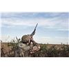 Image 2 : ESTANCIA LA CRIOLLA: 5-Day/4-Night High-Volume Dove Hunt for Six Hunters in Argentina
