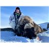 Image 2 : CANADIAN HIGH ARCTIC: 5-Day/6-Night Muskox Hunt for One Hunter in Canada - Includes Trophy Fee
