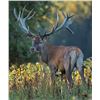 Image 2 : RESERVE RANCH: 3-Day Red Stag Hunt for One Hunter-One NH in Texas - Includes Trophy Fee
