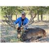Image 3 : RESERVE RANCH: 3-Day Red Stag Hunt for One Hunter-One NH in Texas - Includes Trophy Fee