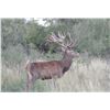 Image 4 : RESERVE RANCH: 3-Day Red Stag Hunt for One Hunter-One NH in Texas - Includes Trophy Fee