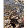 Image 1 : TURKISH FRONTIER: 5-Day Mid-Asian Ibex Hunt for One Hunter in Kyrgyzstan-Includes Trophy Fee