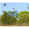 Image 4 : JOSHUA CREEK: 3-Day/2-Night Upland Bird Hunt for Four Hunters in the Texas Hill Country