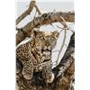 Image 1 : MATTHEW GREEFF: 5-Day Exclusive Big-Five Photo Safari for Two in South Africa