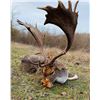 Image 1 : PASSION AND PREY: 3-Day/4-Night Fallow Deer Hunt for One Hunter-One NH in Hungary - Includes Trophy 