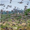 Image 1 : POINTER OUTFITTERS: 4-Day/4-Night High-Volume Dove Hunt for Eight (8) Hunters in Argentina