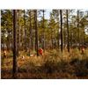 Image 2 : BROOMSEDGE: 3-Day/2-Night Quail, Duck and Pheasant Hunt for Four Hunters in Georgia