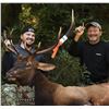 Image 1 : UPFRONT OUTFITTERS: 7-Day/8-Night Roosevelt Elk Hunt for One Hunter in Oregon - Includes Trophy Fee