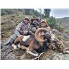 Image 1 : HEREDEROS: 5-Day Iberian Mouflon Hunt for One Hunter-One Non-Hunter in Spain - Includes Trophy Fee
