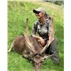 Image 1 : KURANUI: 5-Day/4-Night Rusa Stag Hunt for Two Hunters in New Zealand - Includes Trophy Fees