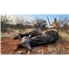 Image 3 : COENRAAD VERMAAK: 7-Day Cape Buffalo Hunt for One Hunter-One NH in South Africa - Includes Trophy Fe