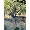 Image 1 : XTREME WHITETAIL: 3-Day/4-Night Fallow Hunt for One Hunter-One NH in Texas - Includes Trophy Fee