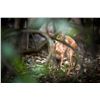Image 1 : ZAMBEZE DELTA: 7-Day Plains Game Safari for One Hunter in Mozambique - Includes Trophy Fees
