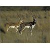 Image 4 : ESTANCIA EL CARRIZAL: 5-Day Blackbuck-Red Stag Hunt for Two Hunters in Argentina - Includes Trophy F
