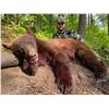 Image 1 : FLYING B RANCH: 5-Day/6-Night Black Bear Hunt for Two Hunters in  Idaho - Includes Trophy Fees