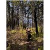 Image 2 : FLYING B RANCH: 5-Day/6-Night Black Bear Hunt for Two Hunters in  Idaho - Includes Trophy Fees