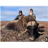 Image 1 : CANADA NORTH: 6-Day/8-Night Muskox Hunt for One Hunter in Canada - Includes Trophy Fee