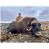 Image 2 : CANADA NORTH: 6-Day/8-Night Muskox Hunt for One Hunter in Canada - Includes Trophy Fee