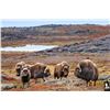 Image 3 : CANADA NORTH: 6-Day/8-Night Muskox Hunt for One Hunter in Canada - Includes Trophy Fee