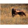Image 3 : EPIC HUNTING: 10-Day Buffalo Safari for Two Hunters -One NH in SA-Includes Trophy Fees