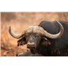 Image 4 : EPIC HUNTING: 10-Day Buffalo Safari for Two Hunters -One NH in SA-Includes Trophy Fees